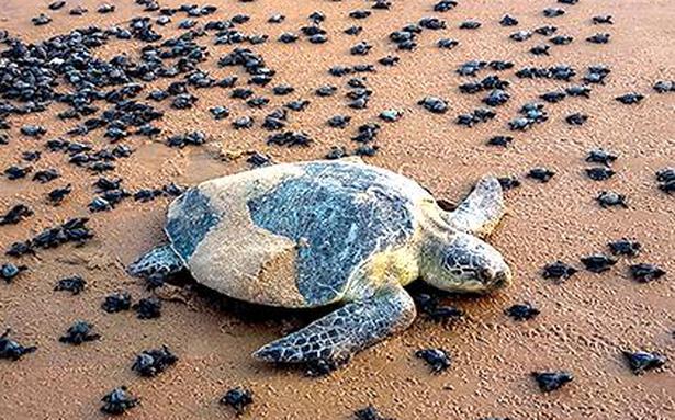 Olive Ridley tours in Odisha