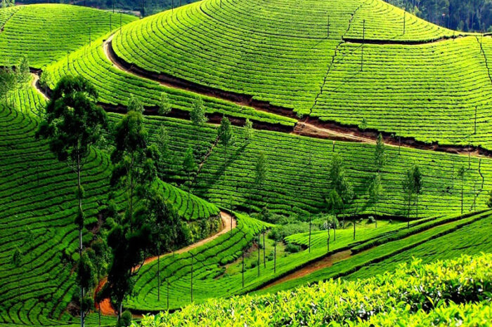 BANGALORE MYSORE OOTY TOUR