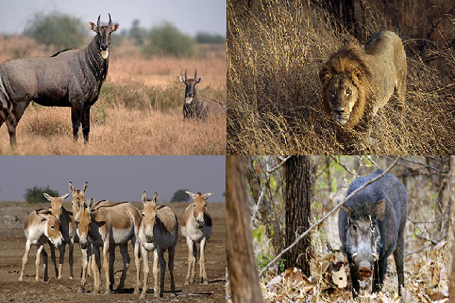 WILDLIFE  EMPIRE  OF GUJARAT